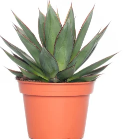 Agave (Agave 'Shaka Zulu') D 15 H 30 cm