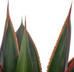 Agave (Agave 'Shaka Zulu') D 15 H 30 cm