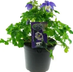 Akelei (Aquilegia vulgaris) D 13 H 25 cm