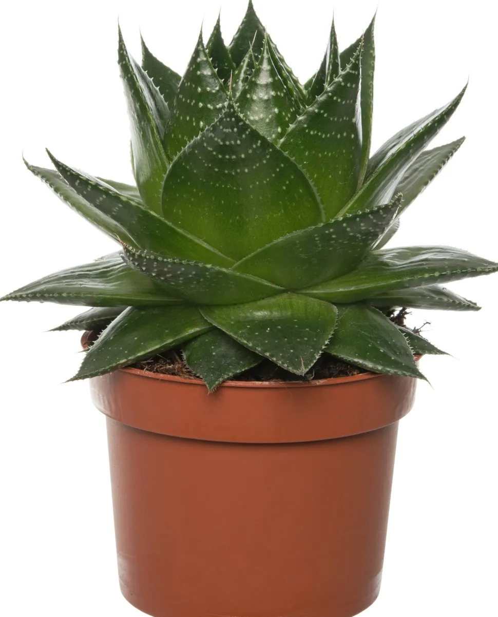 Aloe (Aloë aristata 'Cosmo') D 10,5 H 17 cm