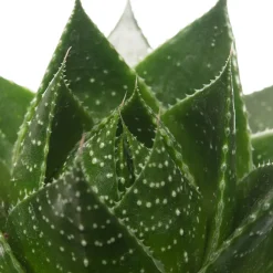 Aloe (Aloë aristata 'Cosmo') D 10,5 H 17 cm