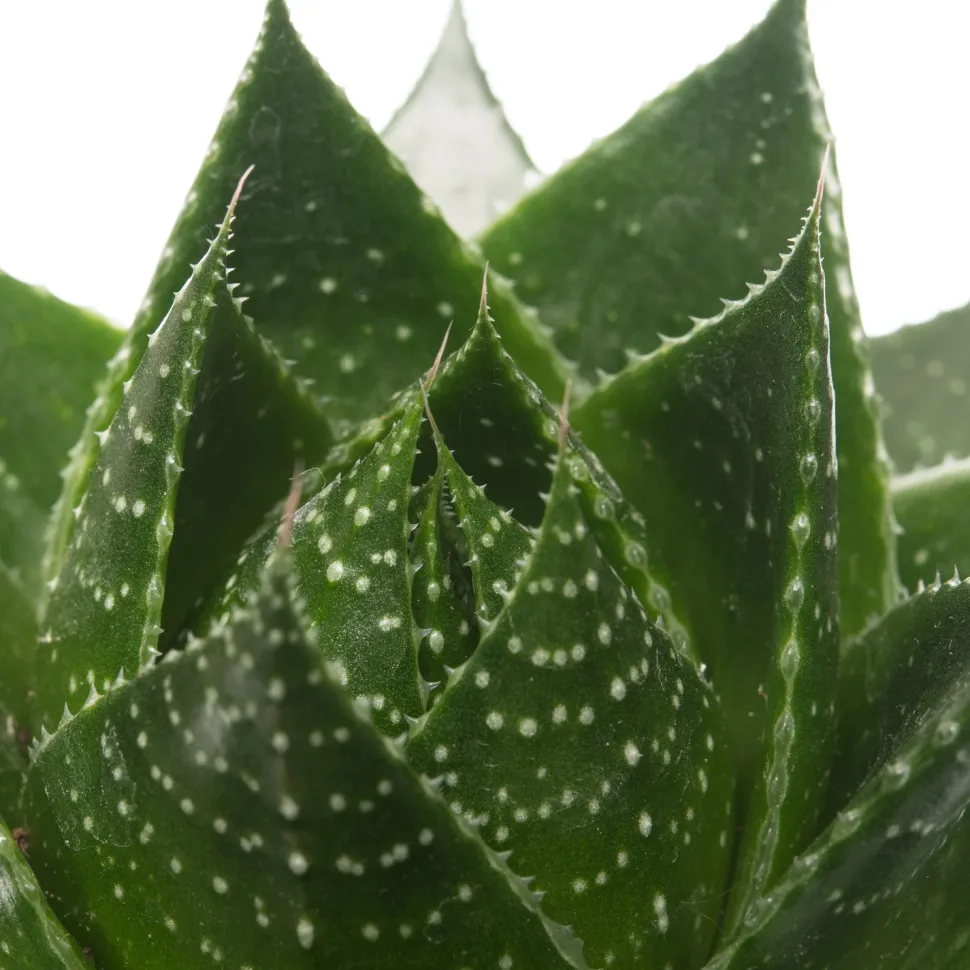 Aloe (Aloë aristata 'Cosmo') D 10,5 H 17 cm