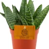 Aloe (Aloe 'Paradisicum') D 10,5 H 15 cm