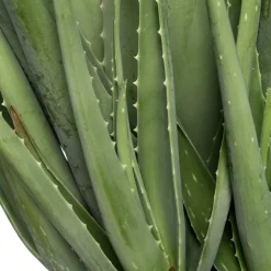 Aloe (Aloe vera) D 19 cm H 60 cm