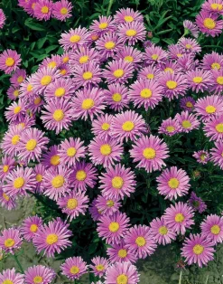 Alpen-Aster (Aster Alpinus Happy End)