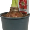 Amaryllis (Hippeastrum 'Exotic Striped') D 14 H 25 cm