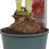 Amaryllis (Hippeastrum 'Sweet Pink') D 14 H 25 cm