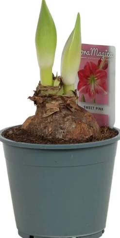 Amaryllis (Hippeastrum 'Sweet Pink') D 14 H 25 cm