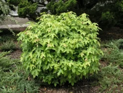 Amerikanischer Amberbaum Kugelform (Liquidambar styr 'Gumball')