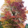 Amerikanischer Amberbaum (Liquidambar styraciflua)