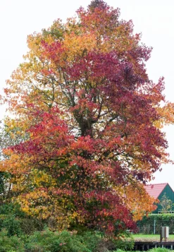 Amerikanischer Amberbaum (Liquidambar styraciflua)