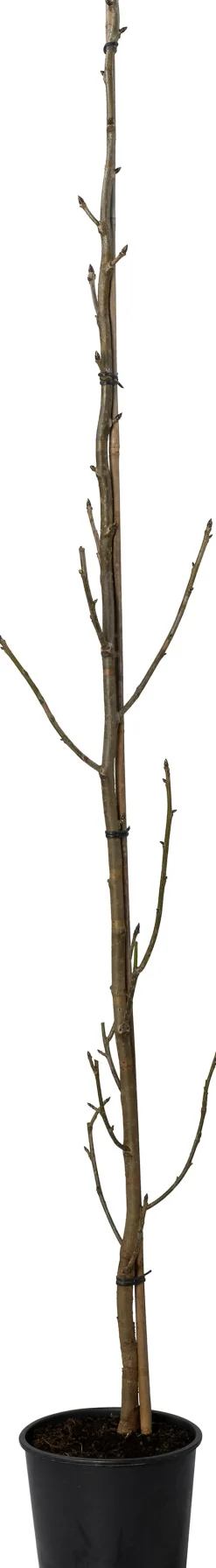 Amerikanischer Amberbaum (Liquidambar 'Slender Silhouet') D 29 H 220 cm