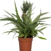 Ananaspflanze (Bromelia ananas 'Sol') D 12 H 45 cm