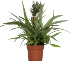 Ananaspflanze (Bromelia ananas 'Sol') D 12 H 45 cm