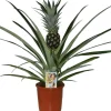 Ananasplant (Bromelia ananas 'Champaca') D 14 H 60 cm