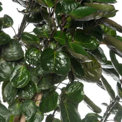 Aralie (Polyscias 'Fabian') D 27 H 150 cm