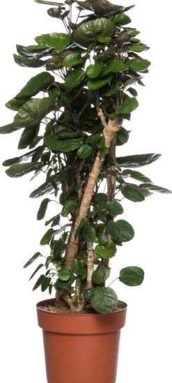 Aralie (Polyscias 'Fabian') D 24 H 110 cm