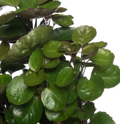 Aralie (Polyscias 'Fabian') D 24 H 110 cm