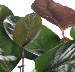 Aralie (Polyscias 'Fabian') D 19 H 65 cm