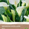 Aronstab (Zantedeschia 'Black Forest') Blumenzwiebeln 2 St.