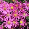 Aster ( 'Jenny')