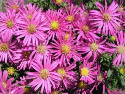 Aster ( 'Jenny')