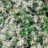 Aster (Aster Divaricatus)