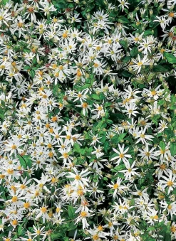 Aster (Aster Divaricatus)