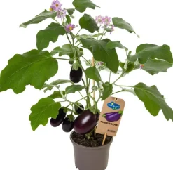 Aubergine (Solanum melongena) D 14 H 55 cm