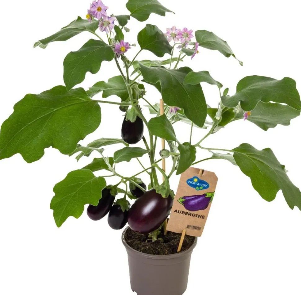 Aubergine (Solanum melongena) D 14 H 55 cm