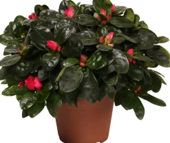 Azalee (Rhododendron simsii) D 14 cm H 45 cm