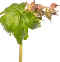 Balkan-Storchschnabel (Geranium macrorrhizum 'Czakor') D 11 cm