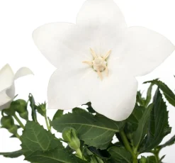 Ballonblume (Platycodon grandiflorus) D 12 H 25 cm