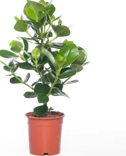 Balsamapfel (Clusia rosea 'Princess') D 17 H 55 cm