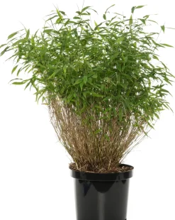 Bambus (Fargesia murieliae 'Winter Black') D 35 H 80 cm
