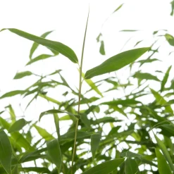 Bambus (Fargesia murieliae 'Winter Black') D 35 H 80 cm