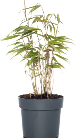 Bambus (Fargesia rufa) D 19 H 80 cm