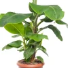Bananenpflanze (Musa 'Dwarf Cavendish') D 35 H 130 cm