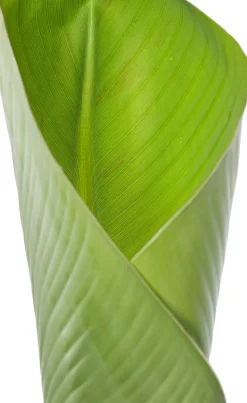 Bananenpflanze (Musa 'Dwarf Cavendish') D 35 H 130 cm