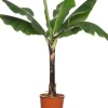 Bananenpflanze (Musa 'Dwarf Cavendish') D 34 H 180 cm