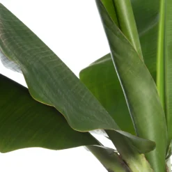 Bananenpflanze (Musa 'Dwarf Cavendish') D 34 H 180 cm