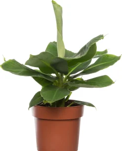 Bananenpflanze (Musa 'Tropicana) D 17 cm H 60 cm