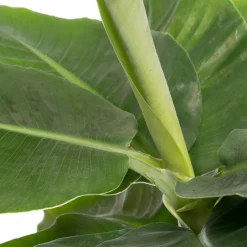 Bananenpflanze (Musa 'Tropicana) D 17 cm H 60 cm