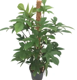 Baumfreund (Philodendron pedatum) D 21 H 100 cm