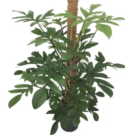 Baumfreund (Philodendron pedatum) D 24 H 120 cm