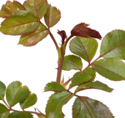 Beetrose (Rosa 'Nina Weibull')