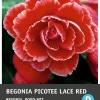 Begonia (Begonia 'Picotee Lace Red') Blumenzwiebeln 3 St.