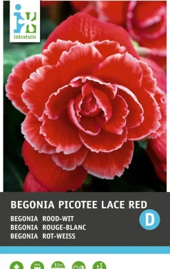 Begonia (Begonia 'Picotee Lace Red') Blumenzwiebeln 3 St.