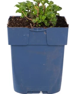 Bergminze (Calamintha nepeta 'Nepeta')