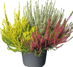 Besenheide (Calluna vulgare 'Beauty Lady') D 17 H 25 cm